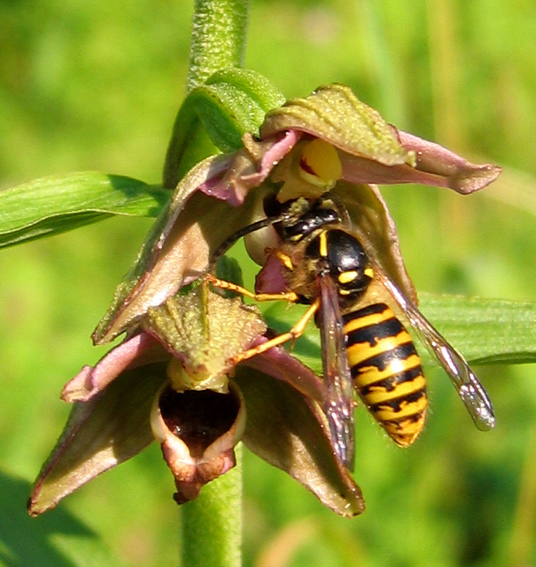 Epipactis