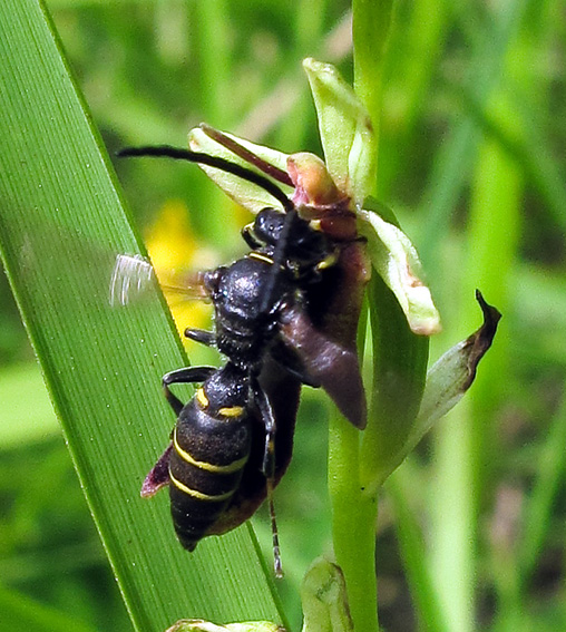 Insectifera1