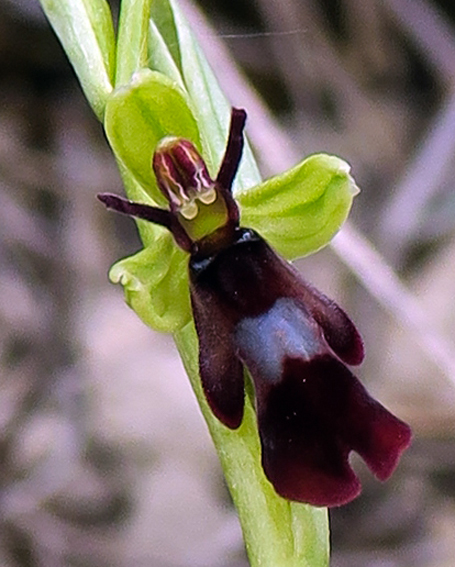 Insectifera5