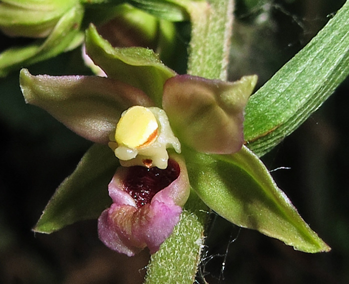 Latifolia6g