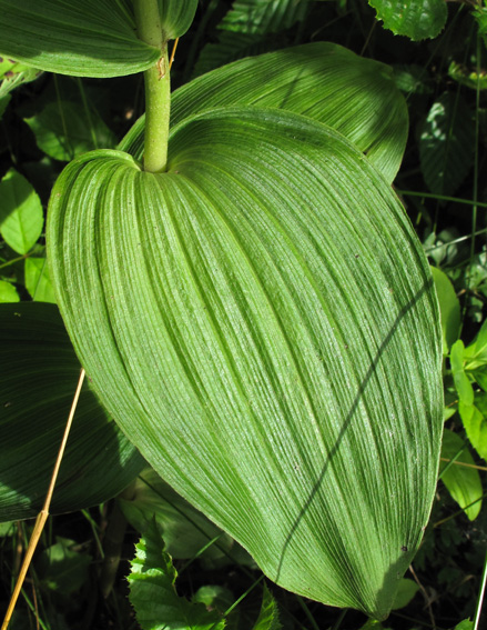 Latifolia1b