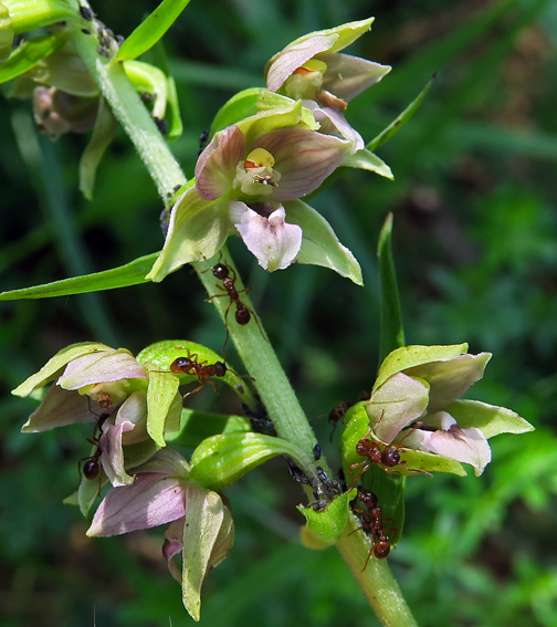 Latifolia3