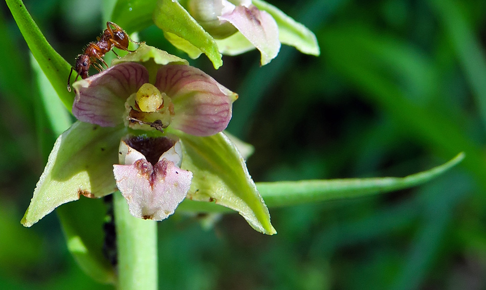 Latifolia8