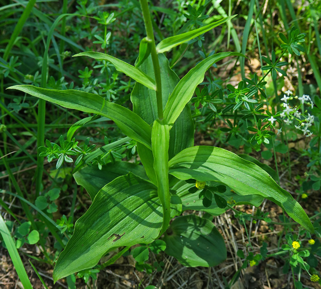 Latifolia2