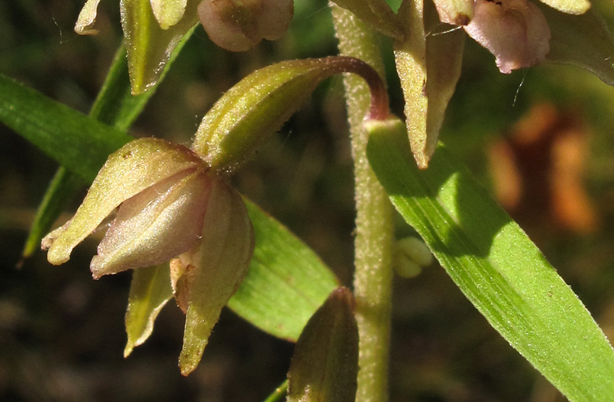 Latifolia6