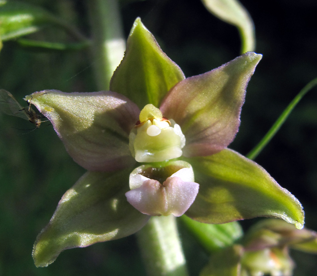 Latifolia6f