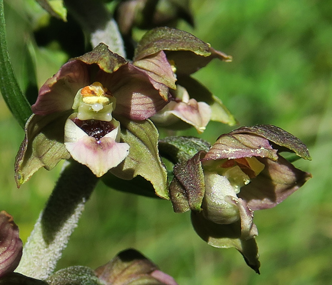 Latifolia11