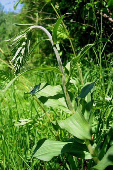 Latifolia1