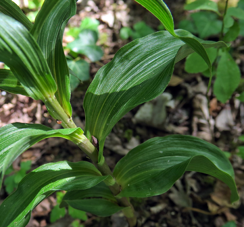 Leptochila1