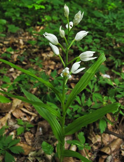 Longifolia2b