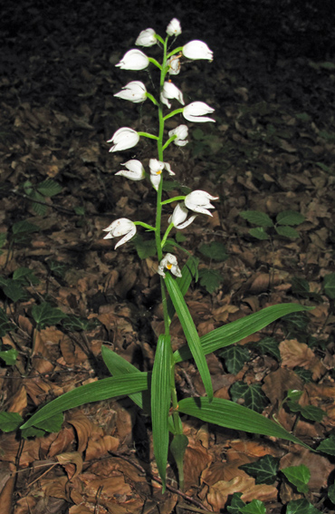 Longifolia2a