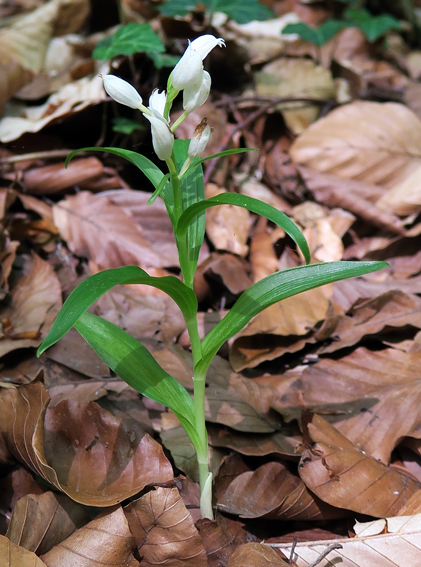 Longifolia1