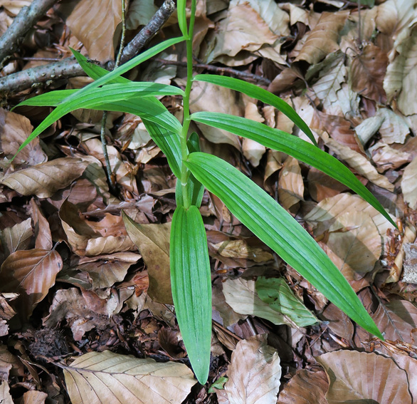 Longifolia3