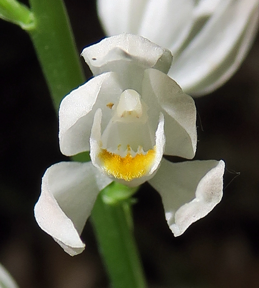 Longifolia7