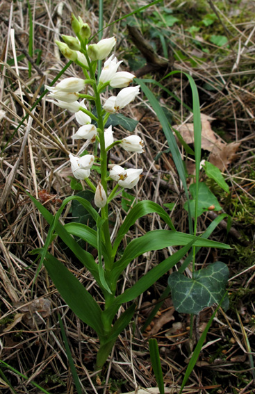 Longifolia2