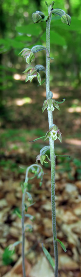 Microphylla6