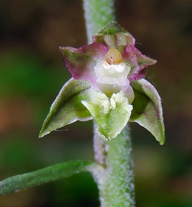 Microphylla7