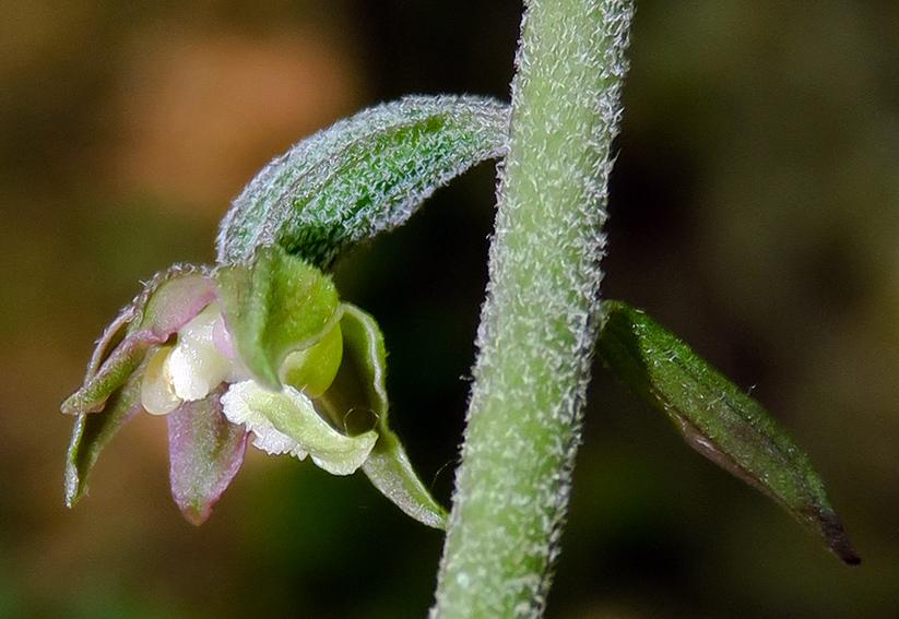 Microphylla8