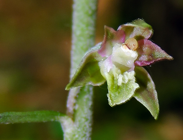 Microphylla9