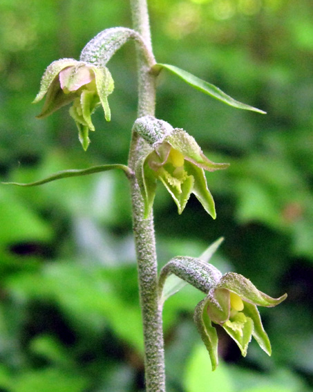 Microphylla2