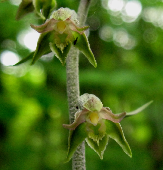 Microphylla3