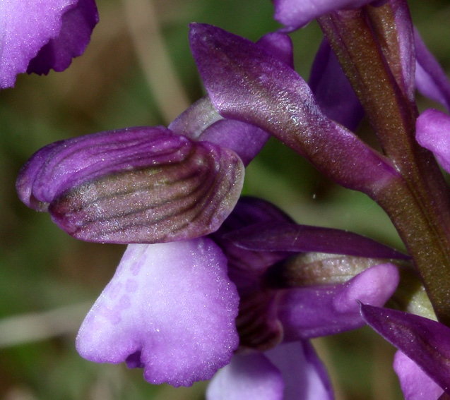 Bulbe ou gousse d'Anacamptis morio et substrat. l'orchidée à ailes vertes  ou orchidée à veines vertes, Orchis morio, bulbes d'orchidées à fleurs  violettes -  France