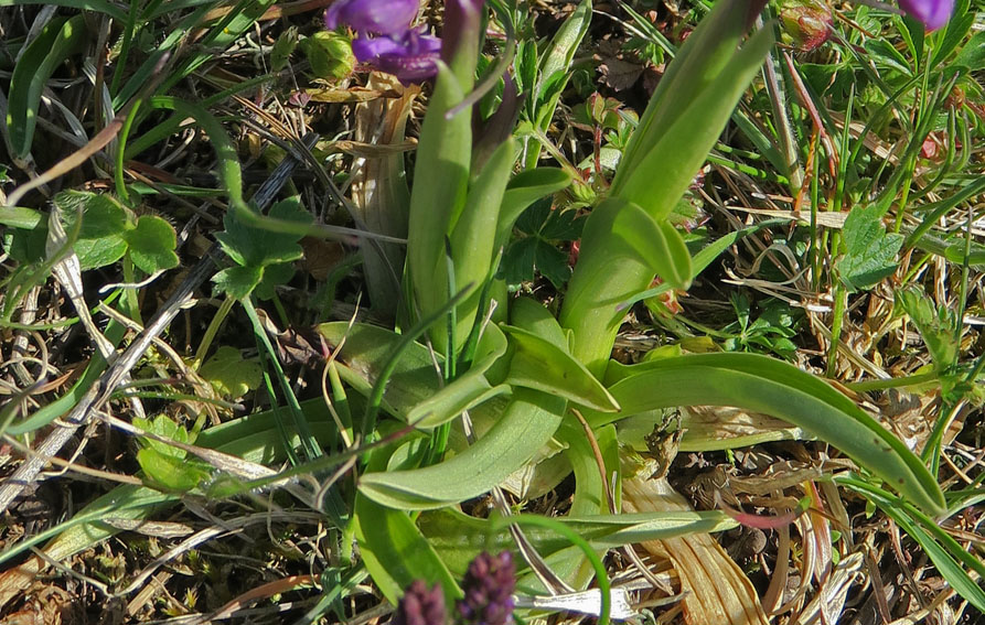 Anacamptis12