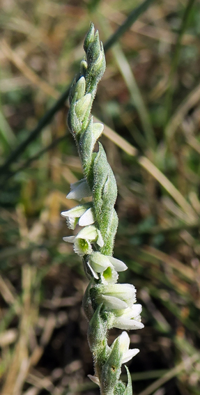 Spiranthes2