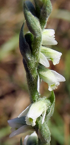 Spiranthes3