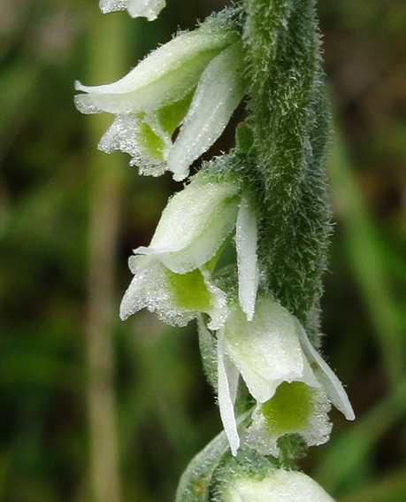 Spiranthes3b