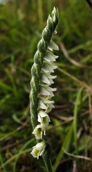 Spiranthes1a