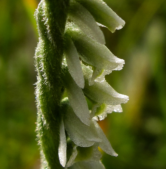 Spiranthes3a