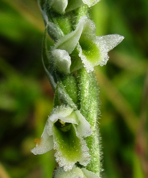 Spiranthes8