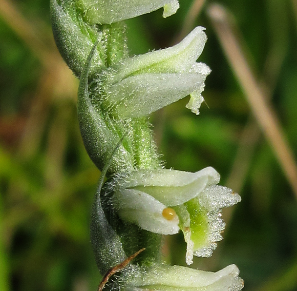 Spiranthes7