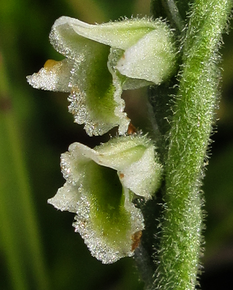 Spiranthes9