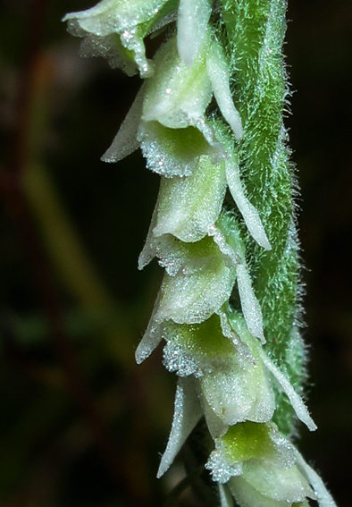 Spiranthes1c