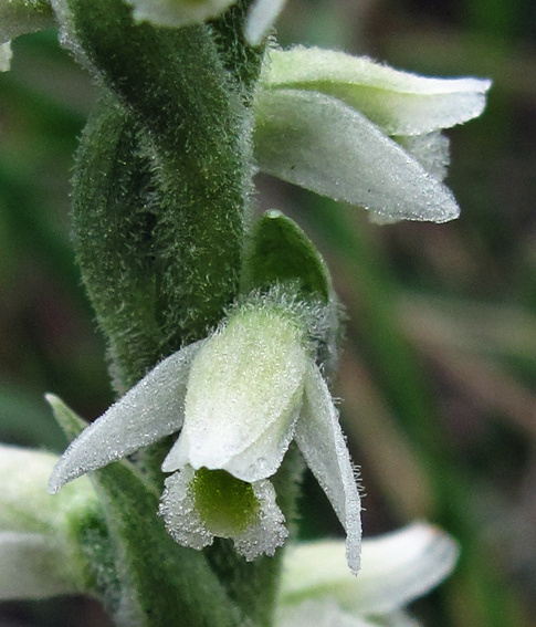 Spiranthes13