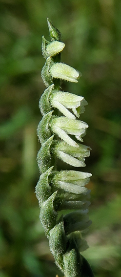 Spiranthes10