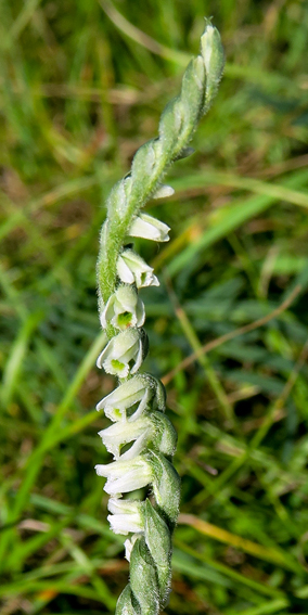 Spiranthes1b