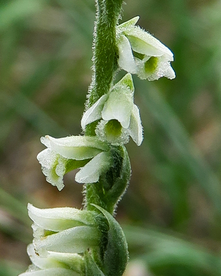 Spiranthes4