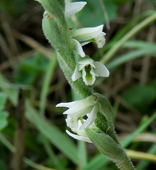 Spiranthes8