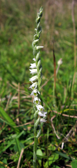 Spiranthes1