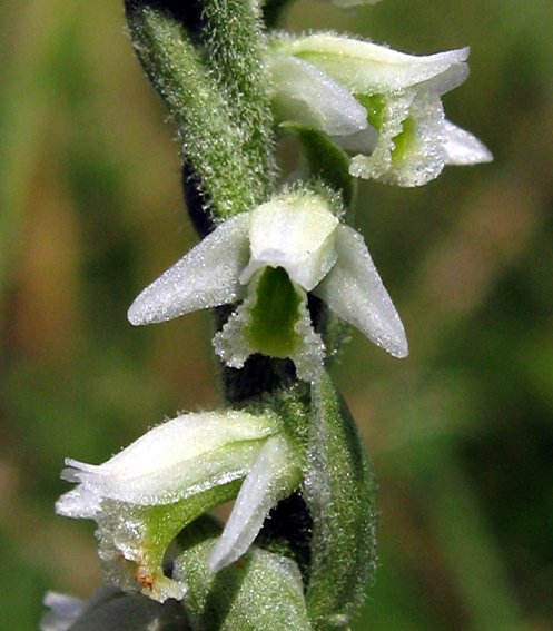 Spiranthes5