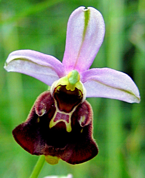 Fuciflora var3