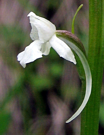 Gymnadenia var2