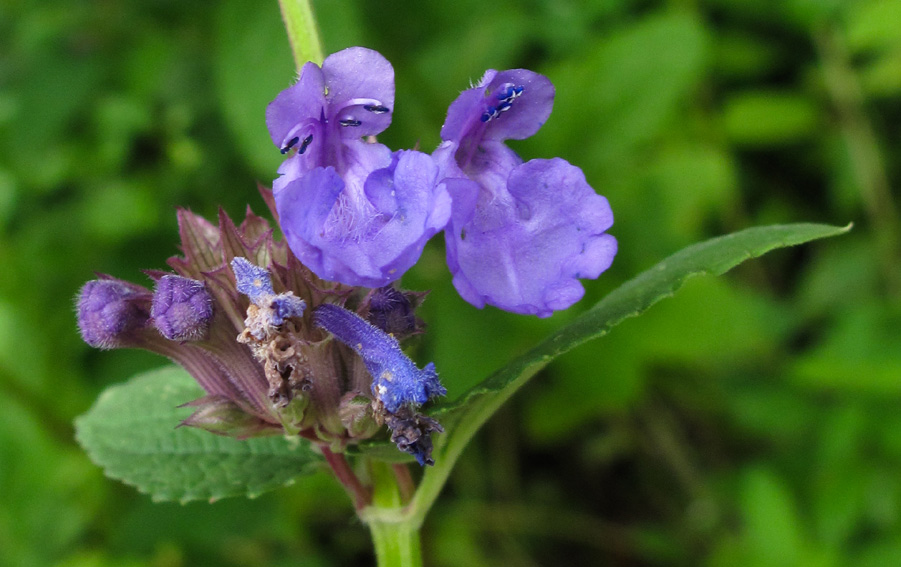 Nepeta6