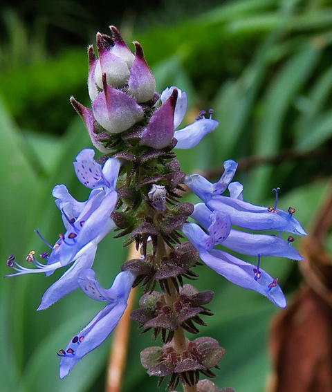 Plectranthus1