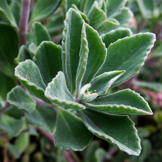 Plectranthus2