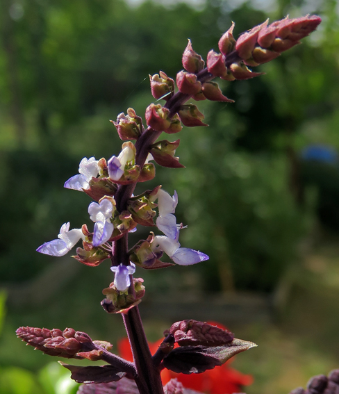 Plectranthus4