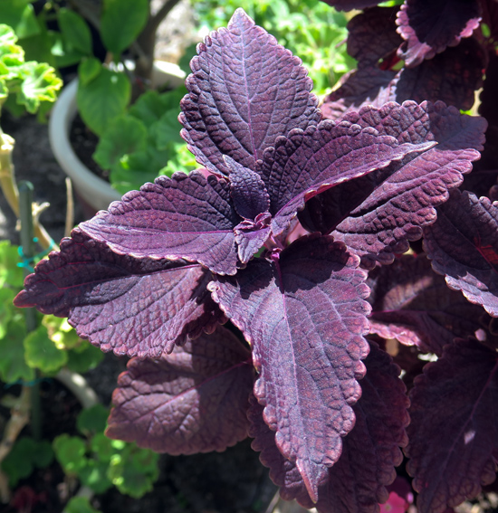 Plectranthus3